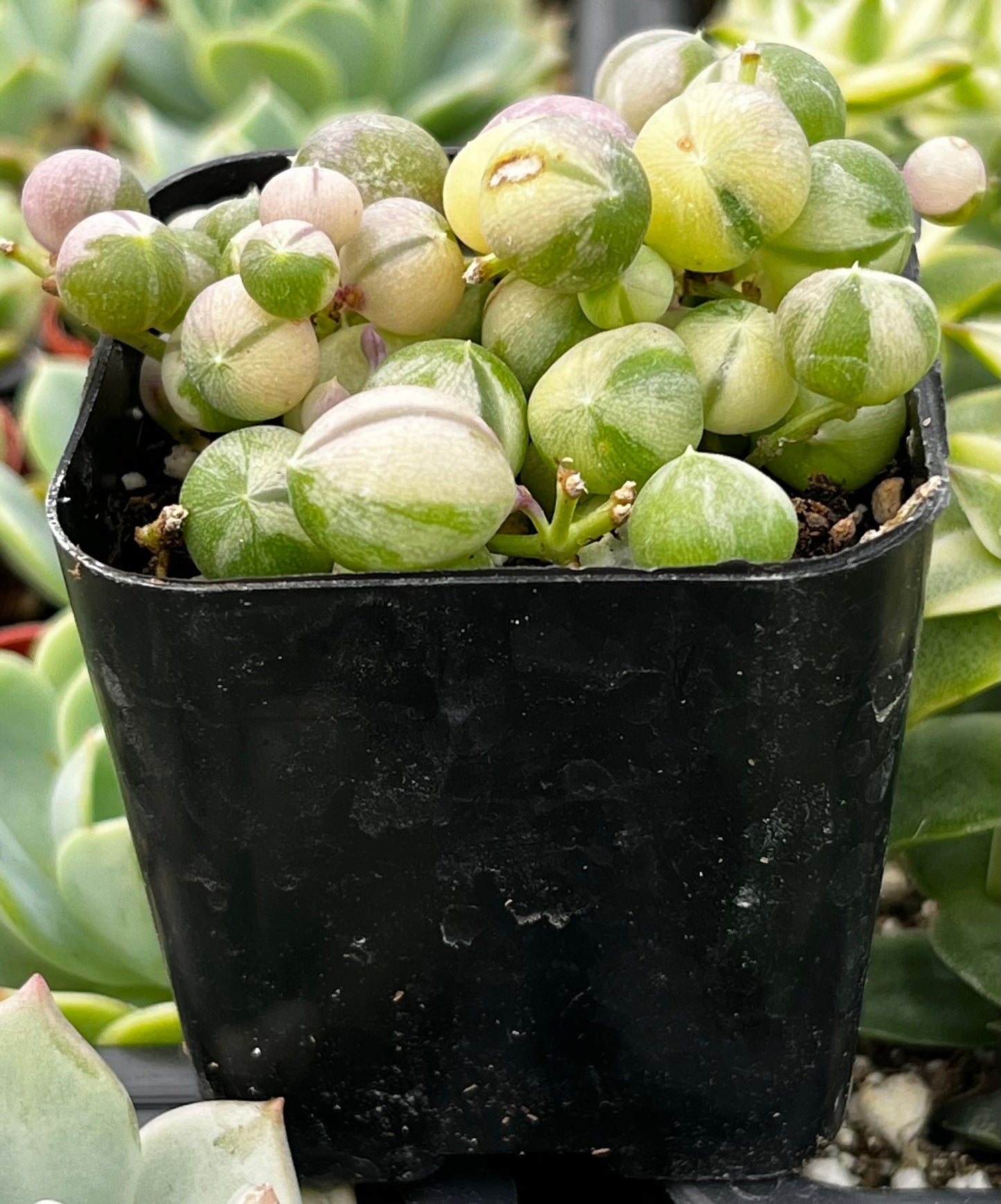 Variegated String of Pearls