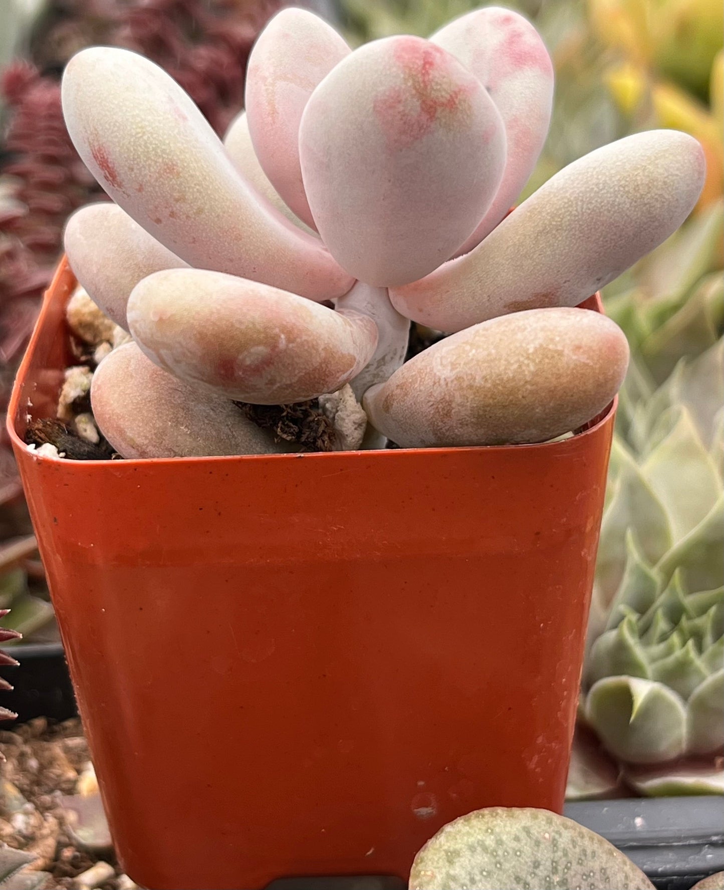 Pink Moonstone Pachyphytum