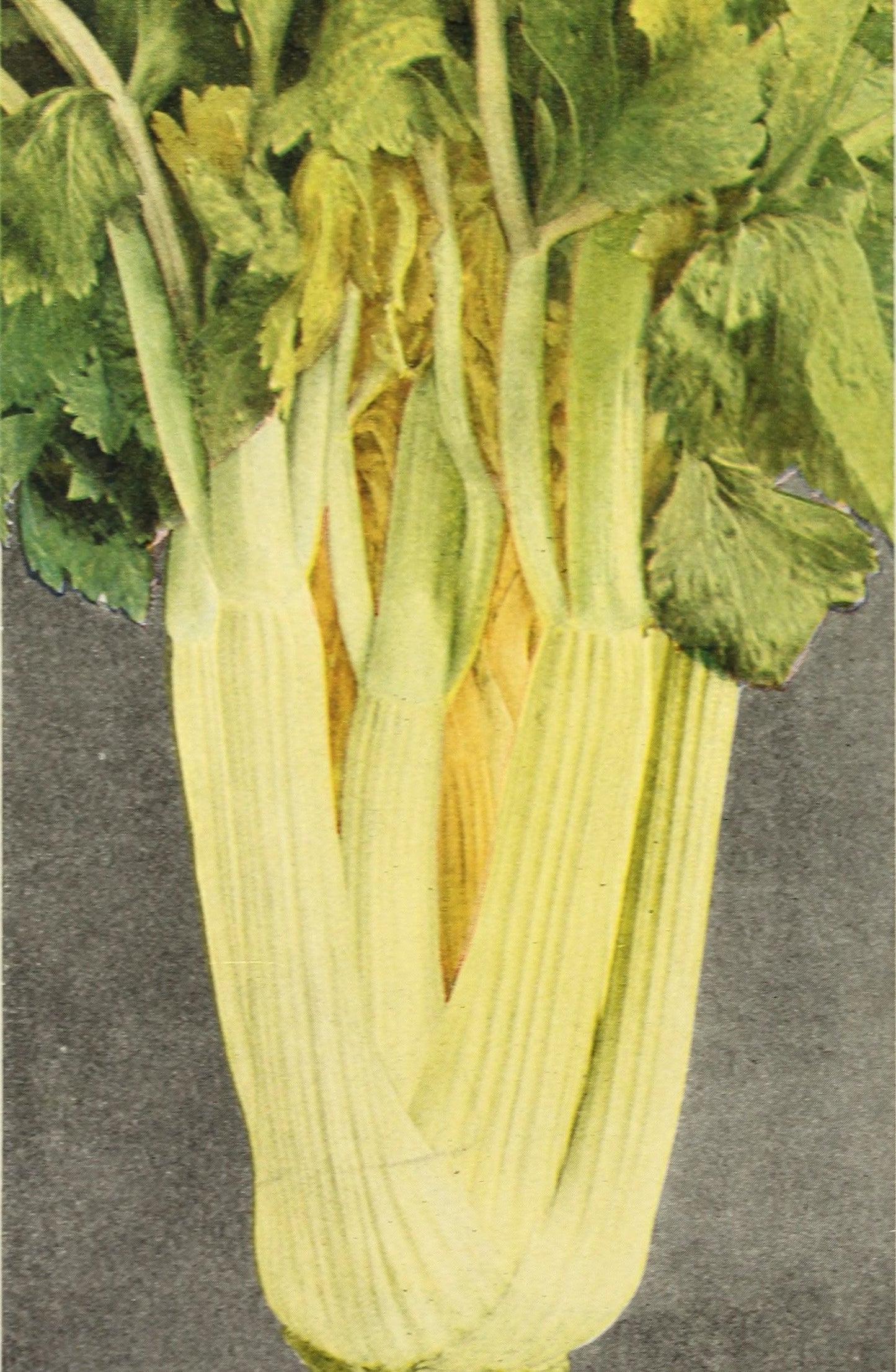 1000 GOLDEN Self-BLANCHING CELERY aka Burpee's or Dwarf Golden Apium Graveolens Dulce Vegetable Seeds