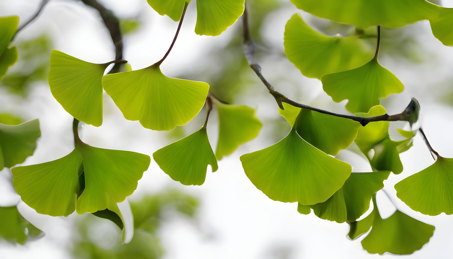 Ginkgo Biloba Leaf Extract Powder
