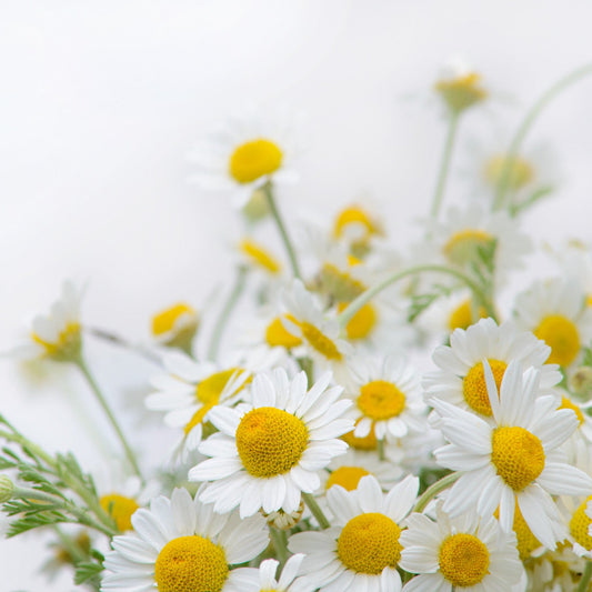 Chamomile Botanical Extract Powder