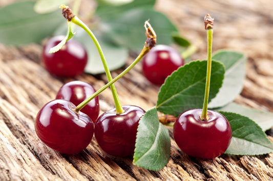 Cherry Kernel Oil - Virgin Organic