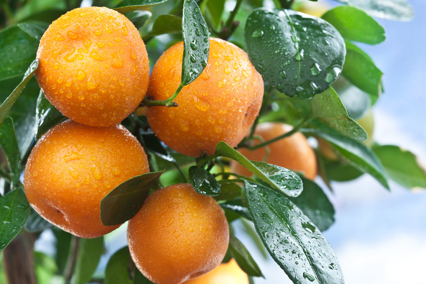 Orange Essential Oil