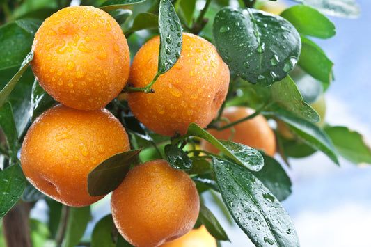 Orange Essential Oil