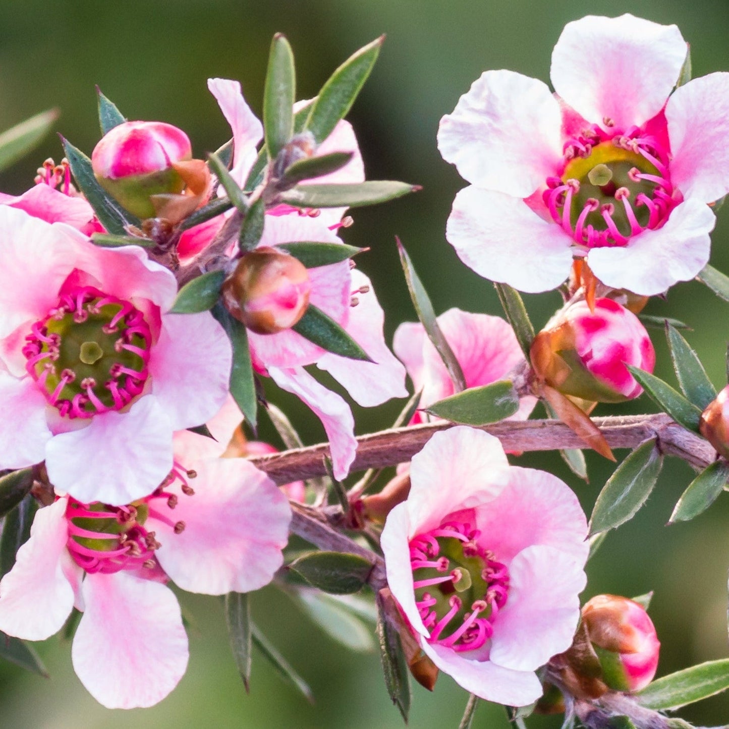 Manuka Honey Extract - Water Soluble