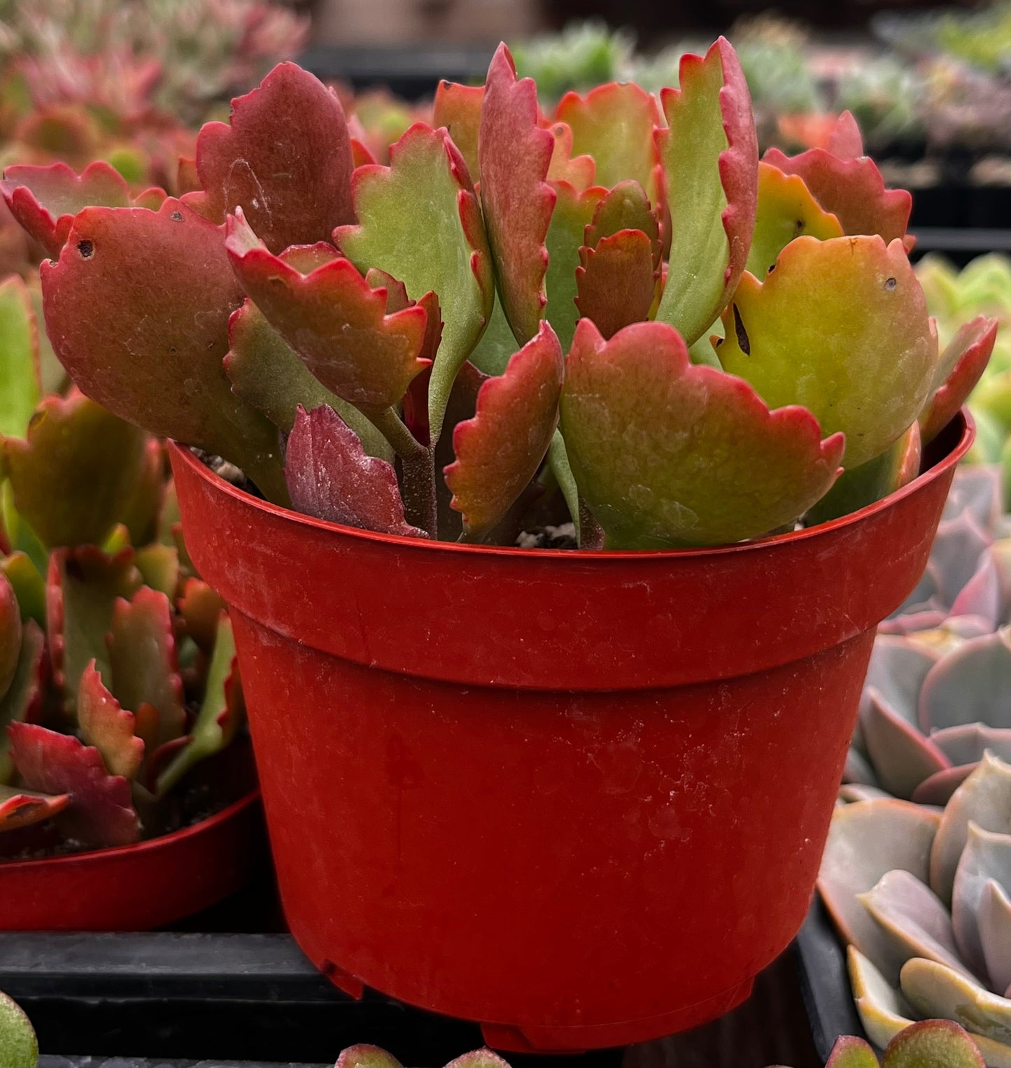 Kalanchoe Longiflora