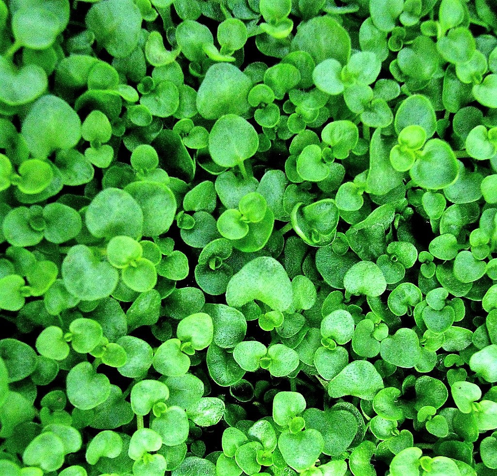 20 CORSICAN MINT Mentha Requienii Herb Fragrant Ground Cover Flower Seeds