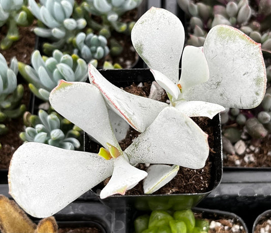 Cotyledon Orbiculata Pig's Ear