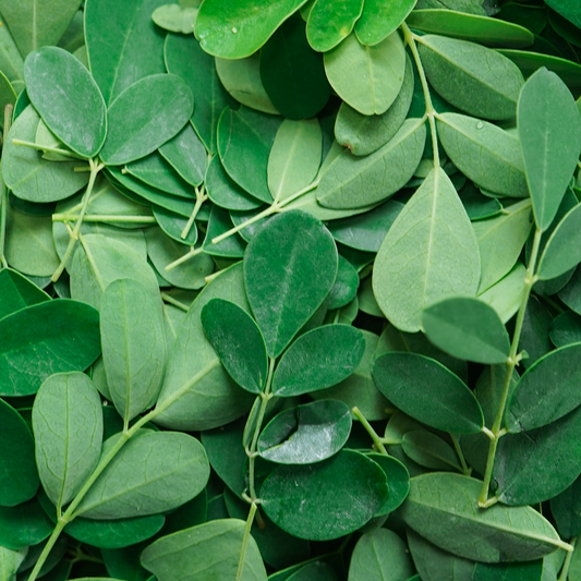 Moringa (Moringa oleifera)