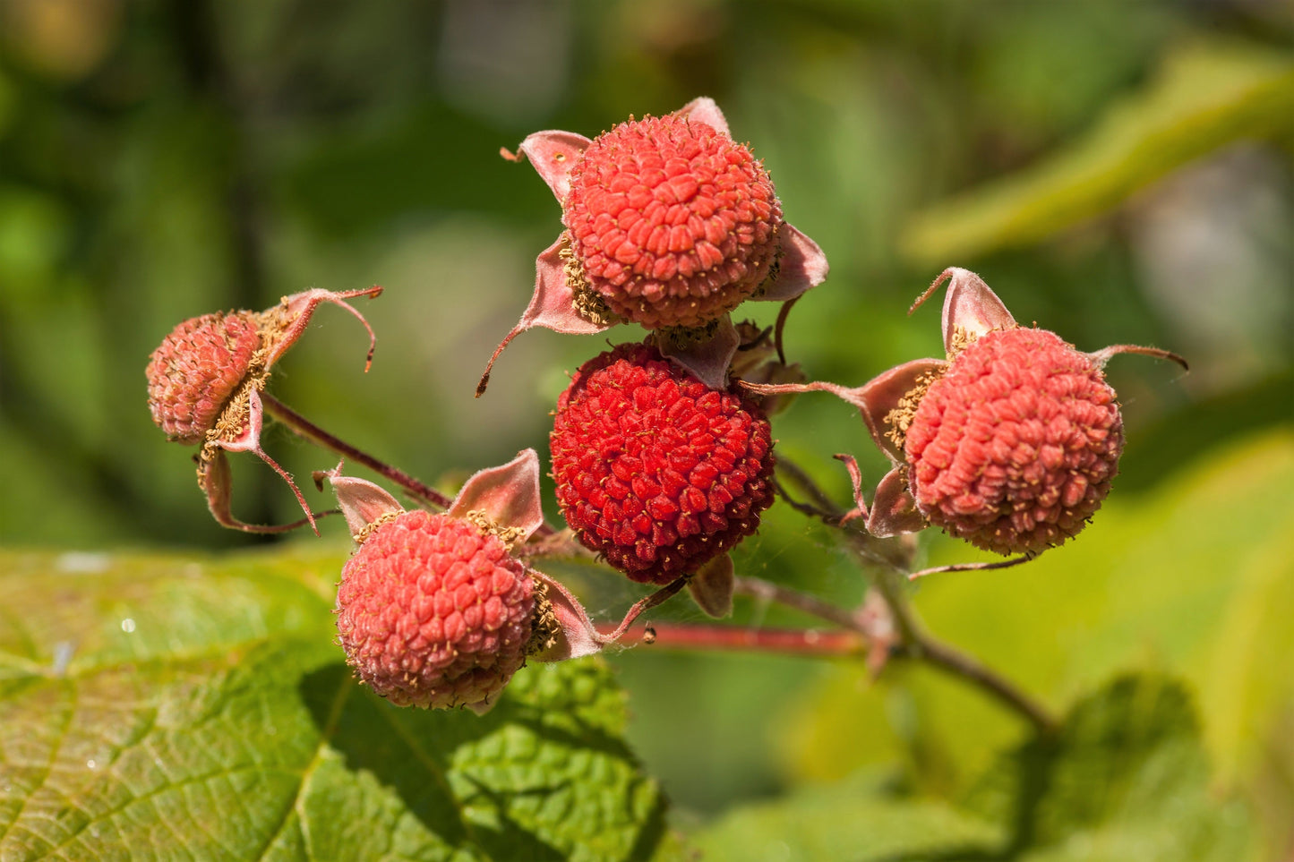 50 THIMBLEBERRY Rubus Parviflorus Edible Red Berry Fruit Native White Flower Sun or Shade Shrub Seeds
