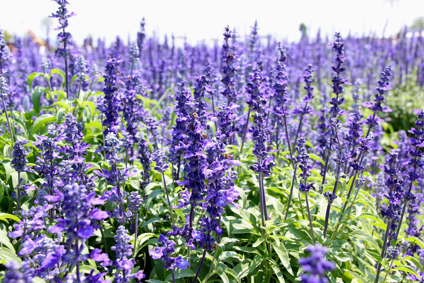 1000 TRUE BLUE HYSSOP Hyssopus Officinalis Thymus Hyssopus Herb Blue Violet Flower Seeds