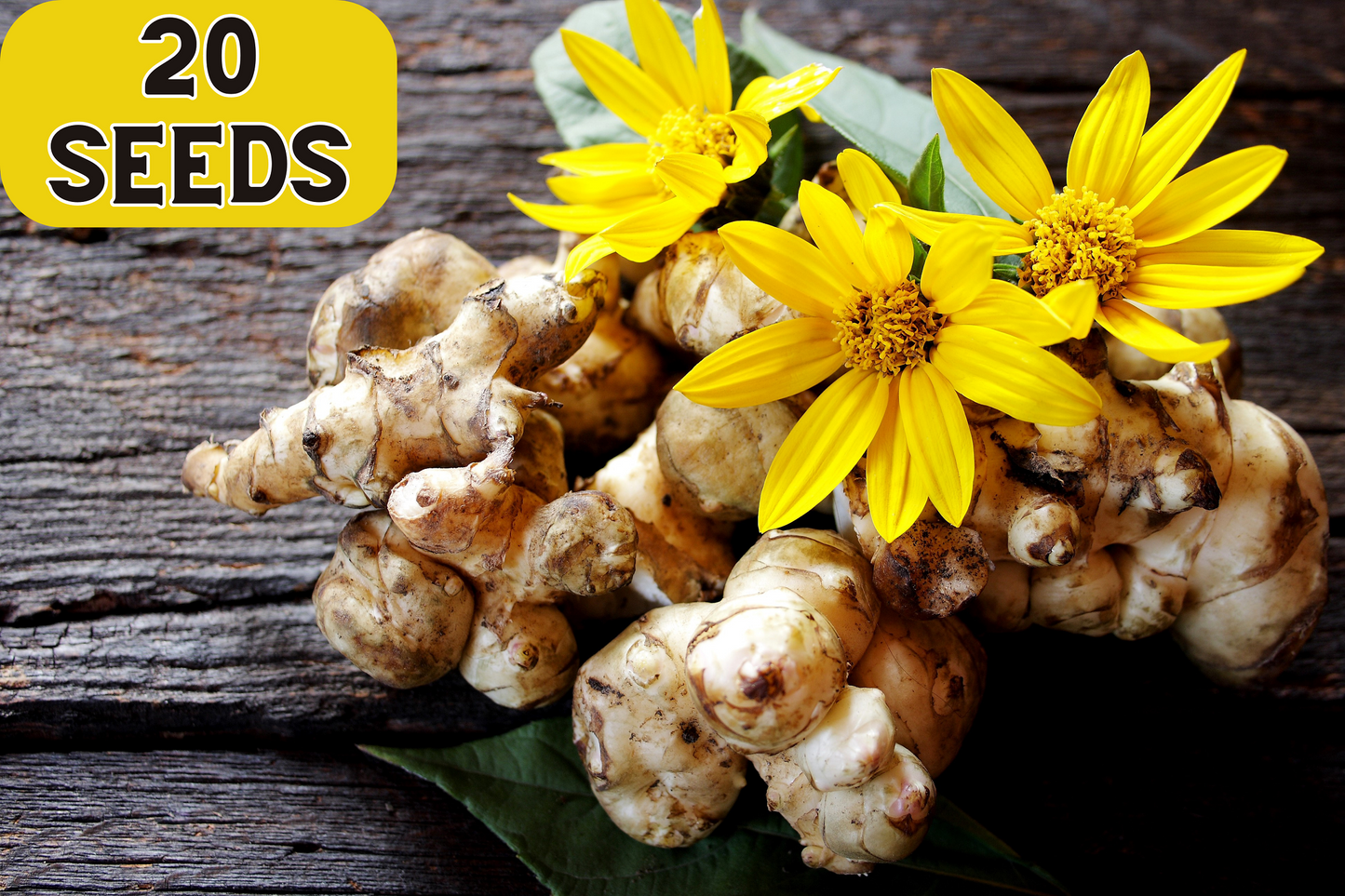 20 JERUSALEM ARTICHOKE Sunchoke Sunroot Helianthus Tuberosus Yellow Sunflower Root Vegetable Seeds