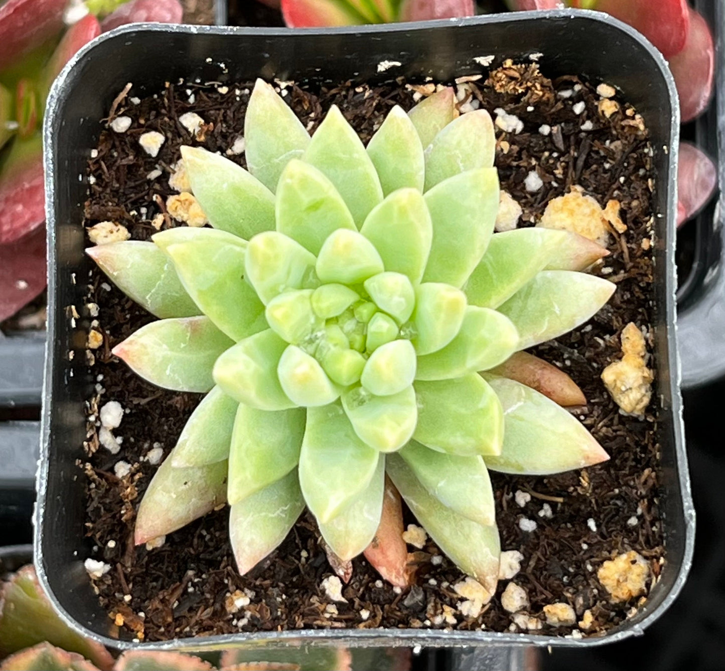 Echeveria Marcus