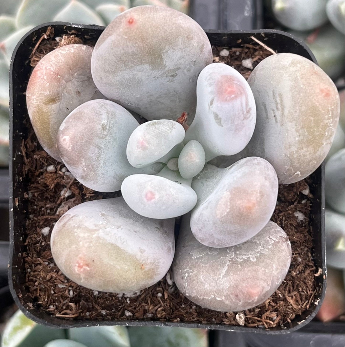 Moonstones Pachyphytum
