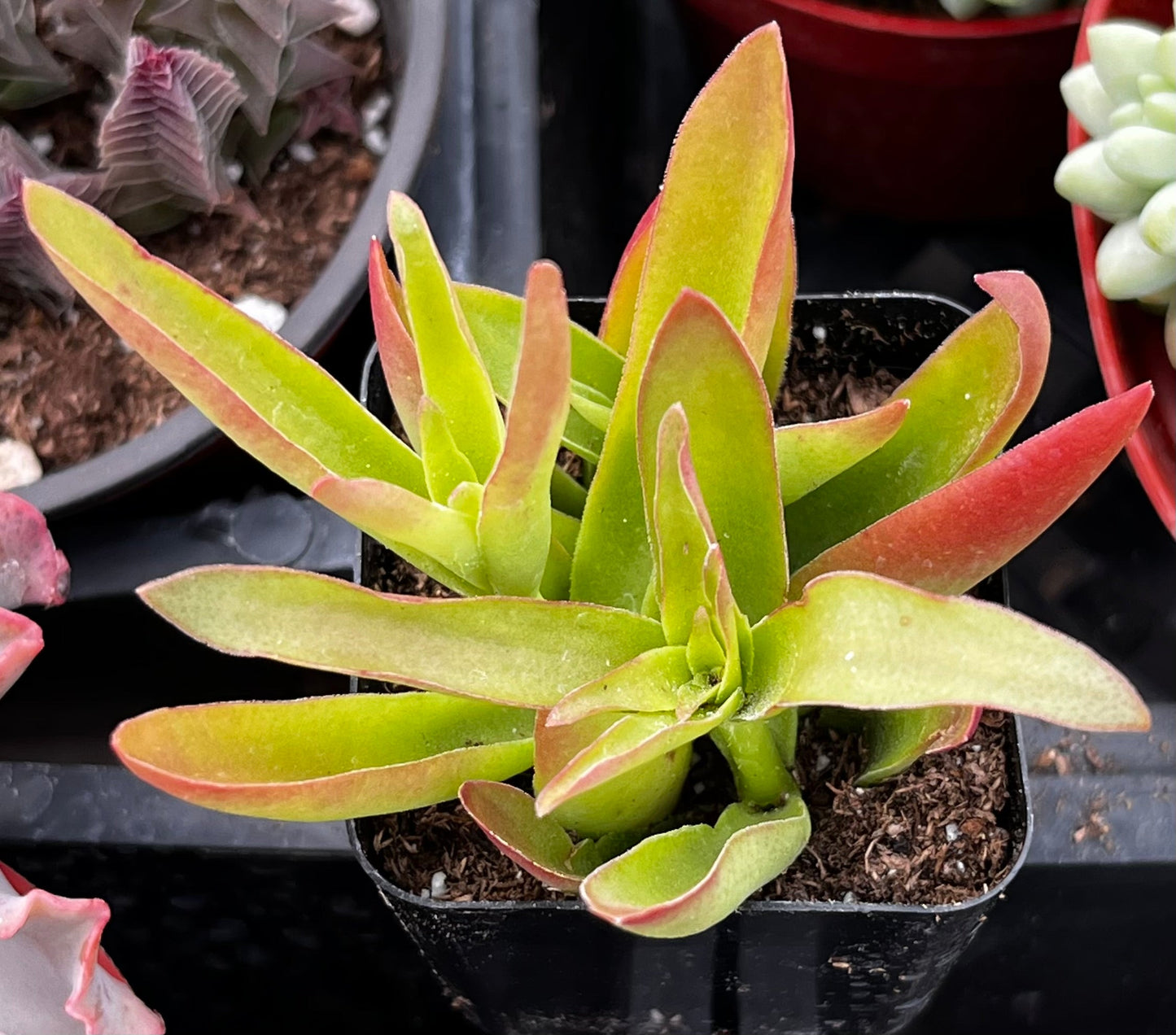 Crassula Capitella Campfire