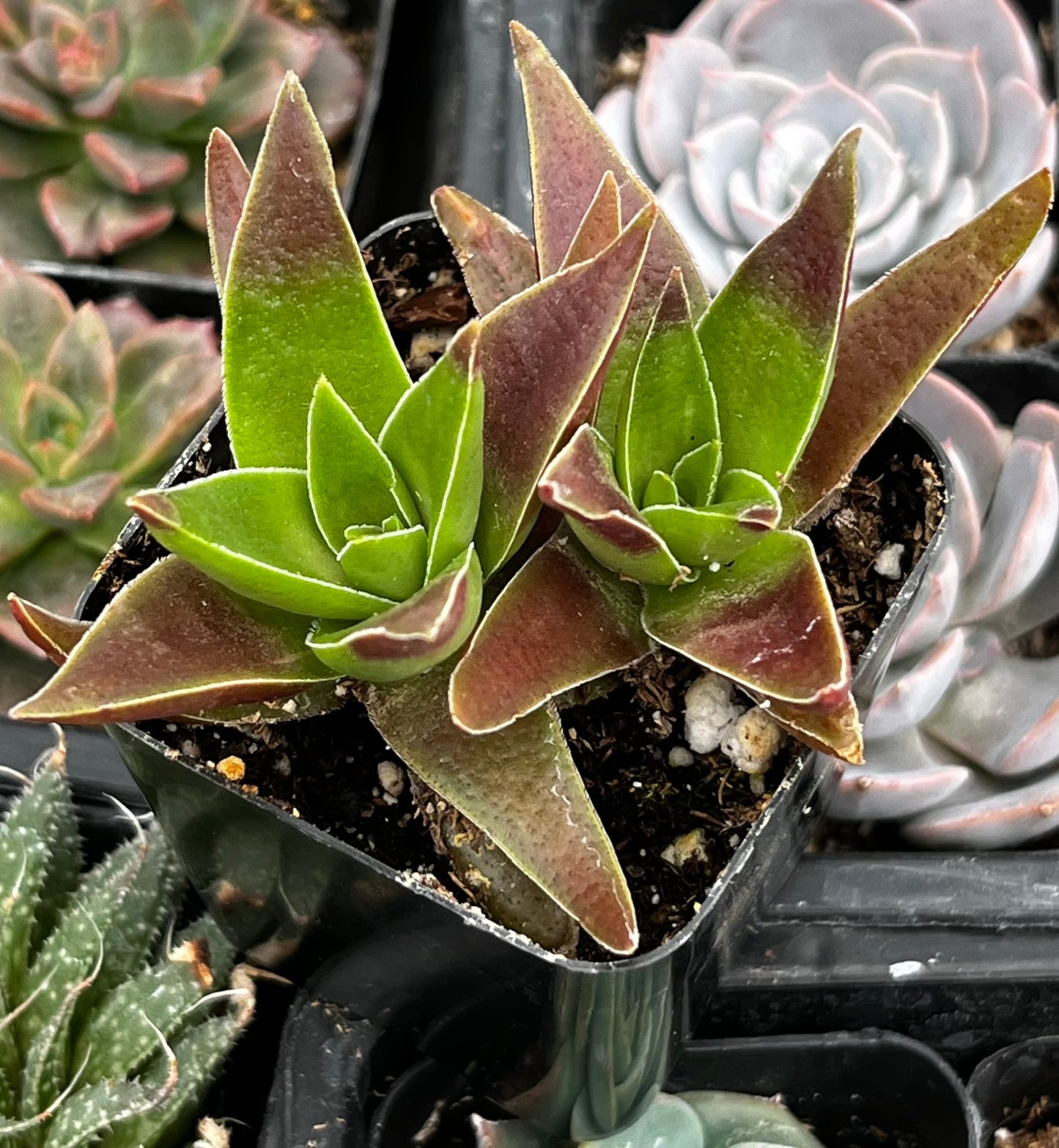 Crassula Red Pagoda