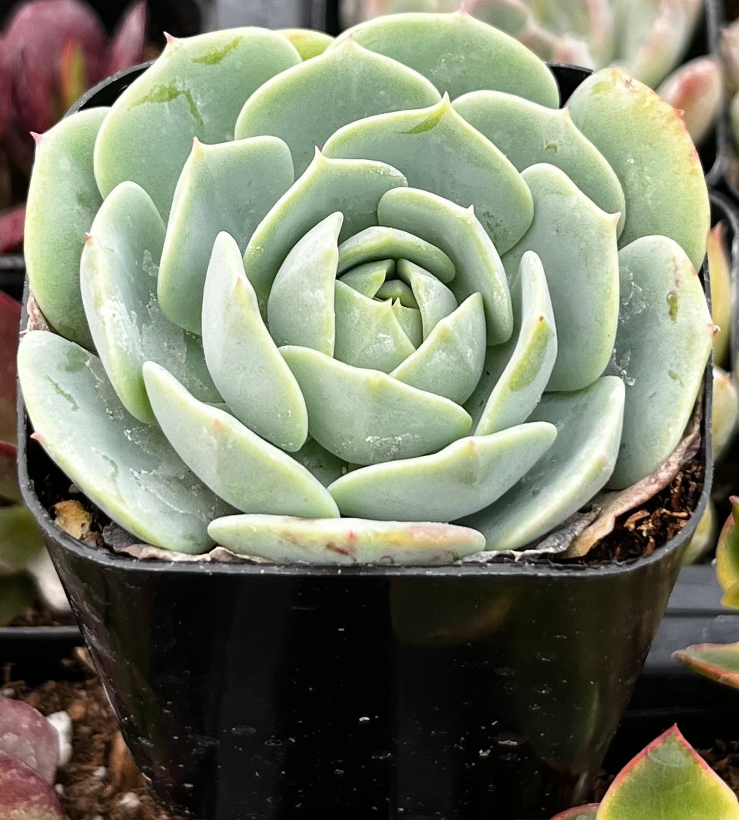 Echeveria Abalone