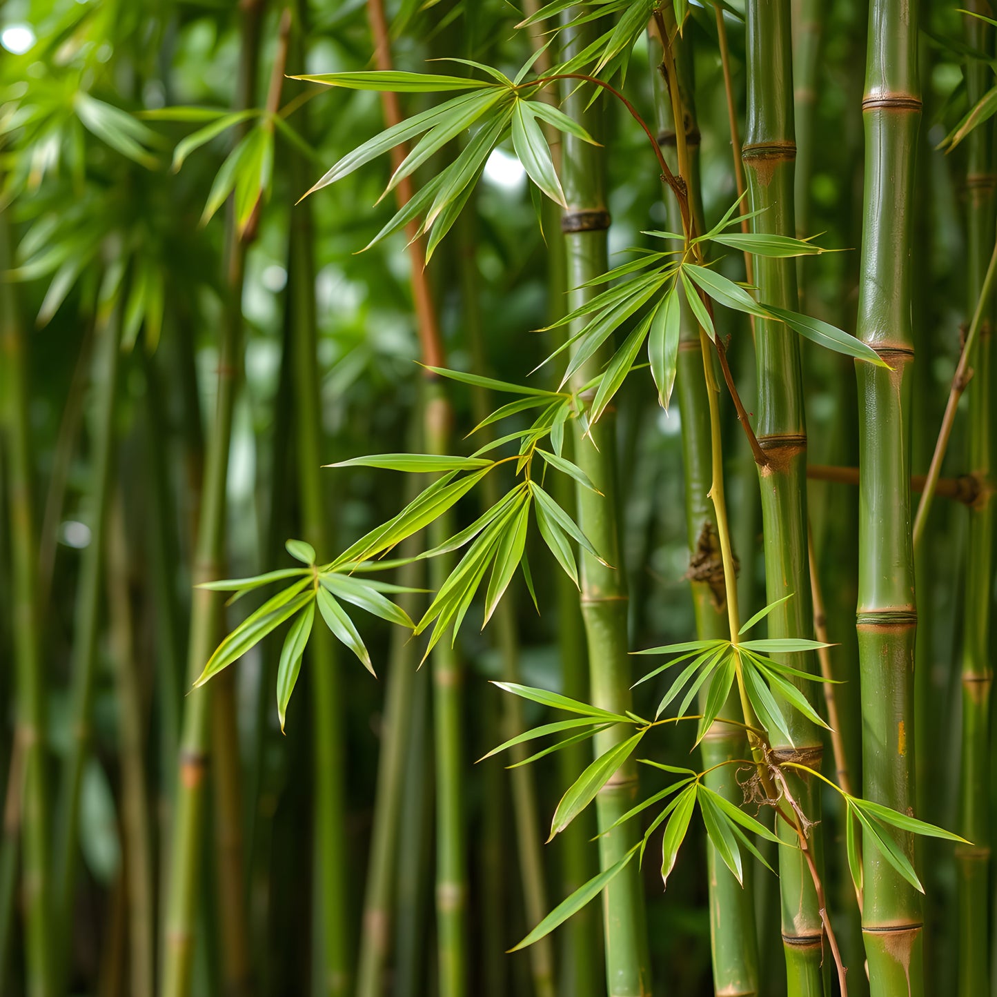 Bamboo Bioferment