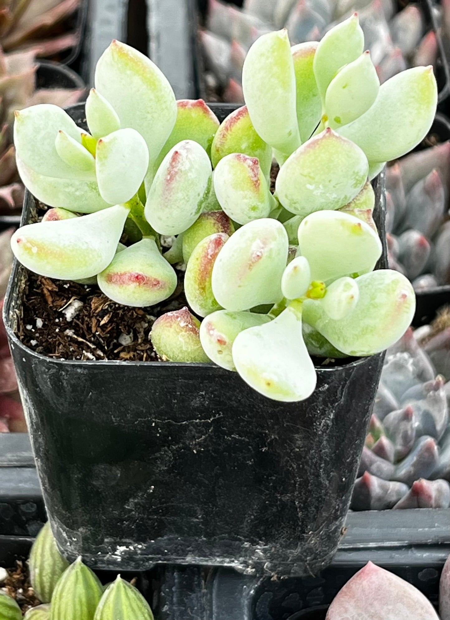 Cotyledon Pendens