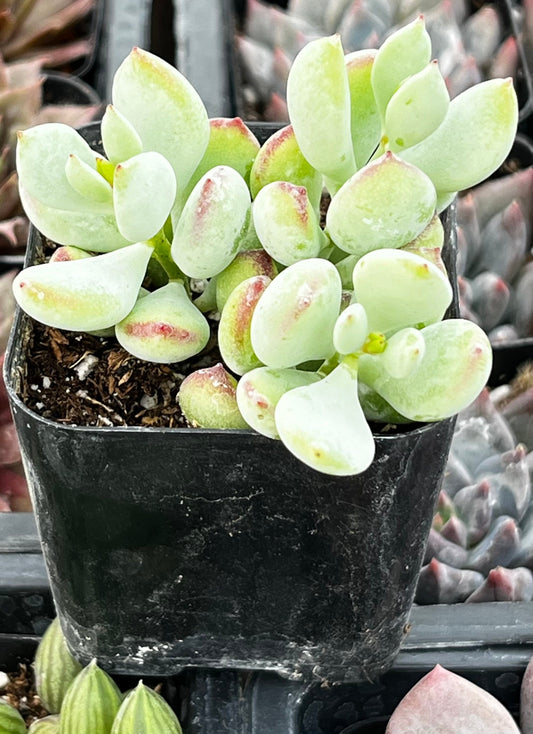Cotyledon Pendens
