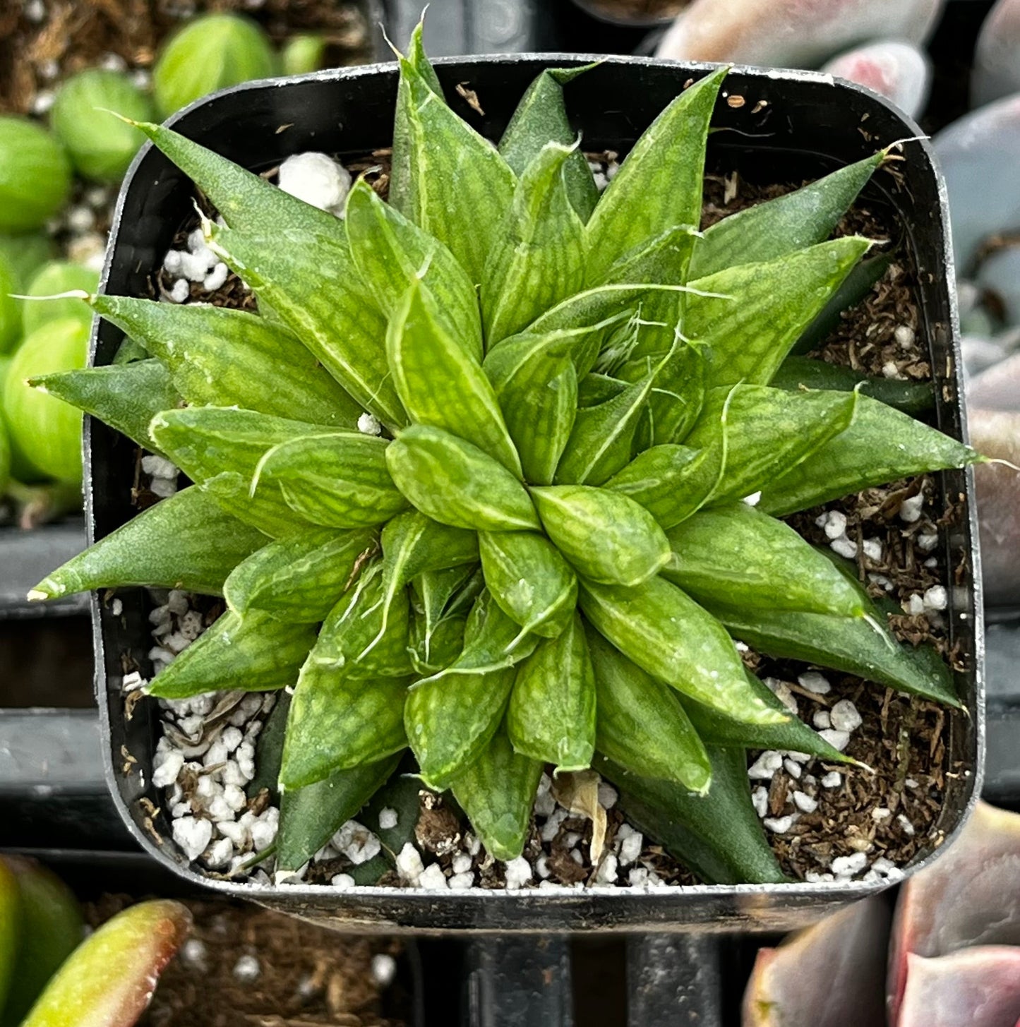 Haworthia Marumiana