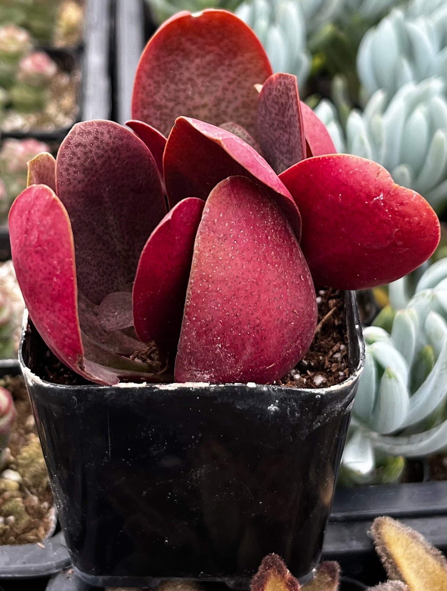 Crassula Pondo Cliff