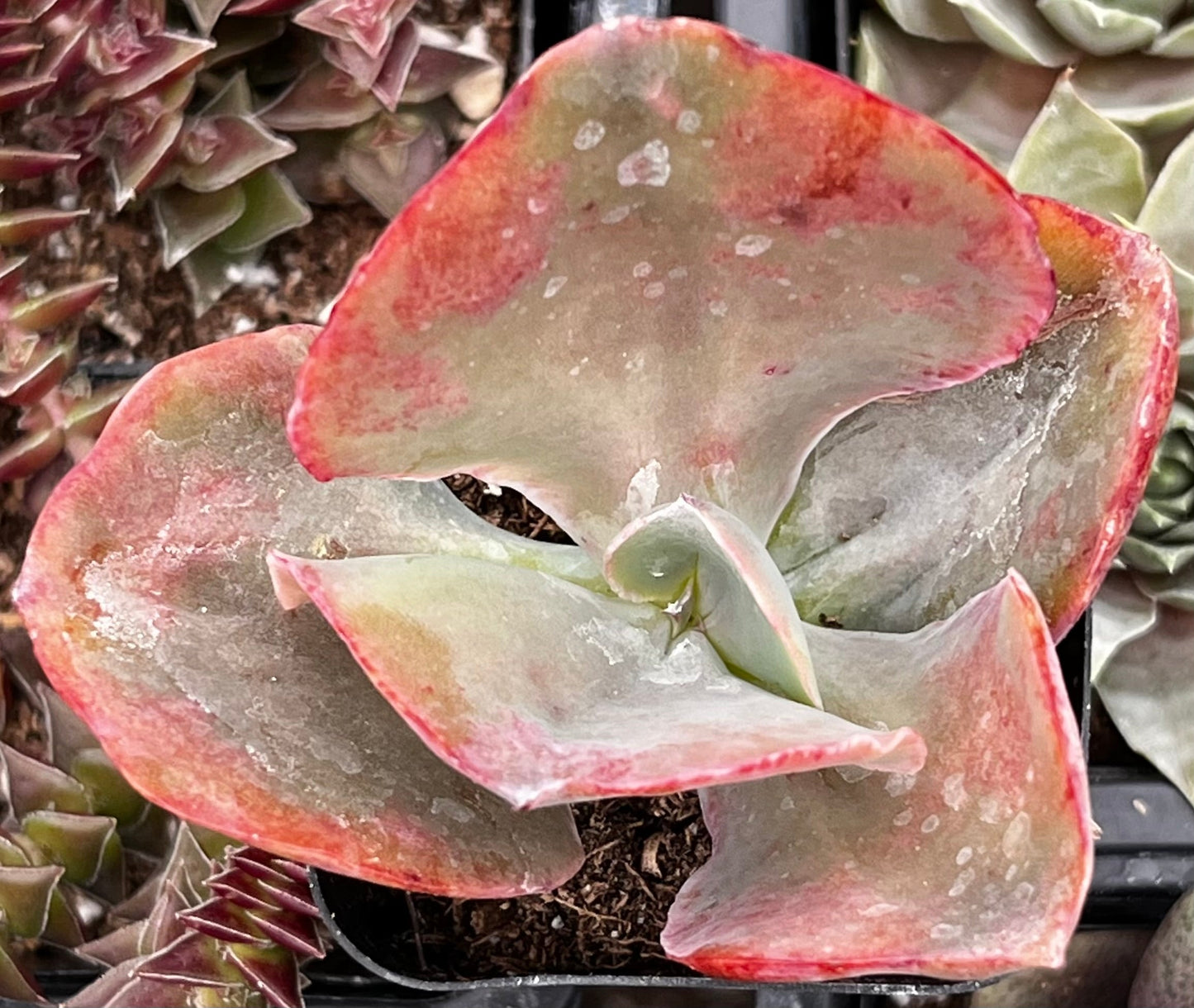 Echeveria Pink Ruffle