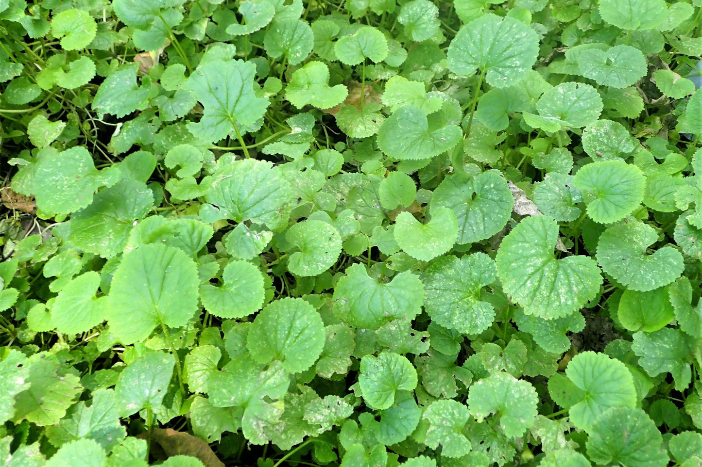 500 Purple FEBRUARY ORCHID Violet Cress Orychophragmus Violaceus 2" Flower Edible Vegetable Seeds