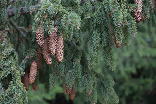 Siberian Fir Needle Essential Oil