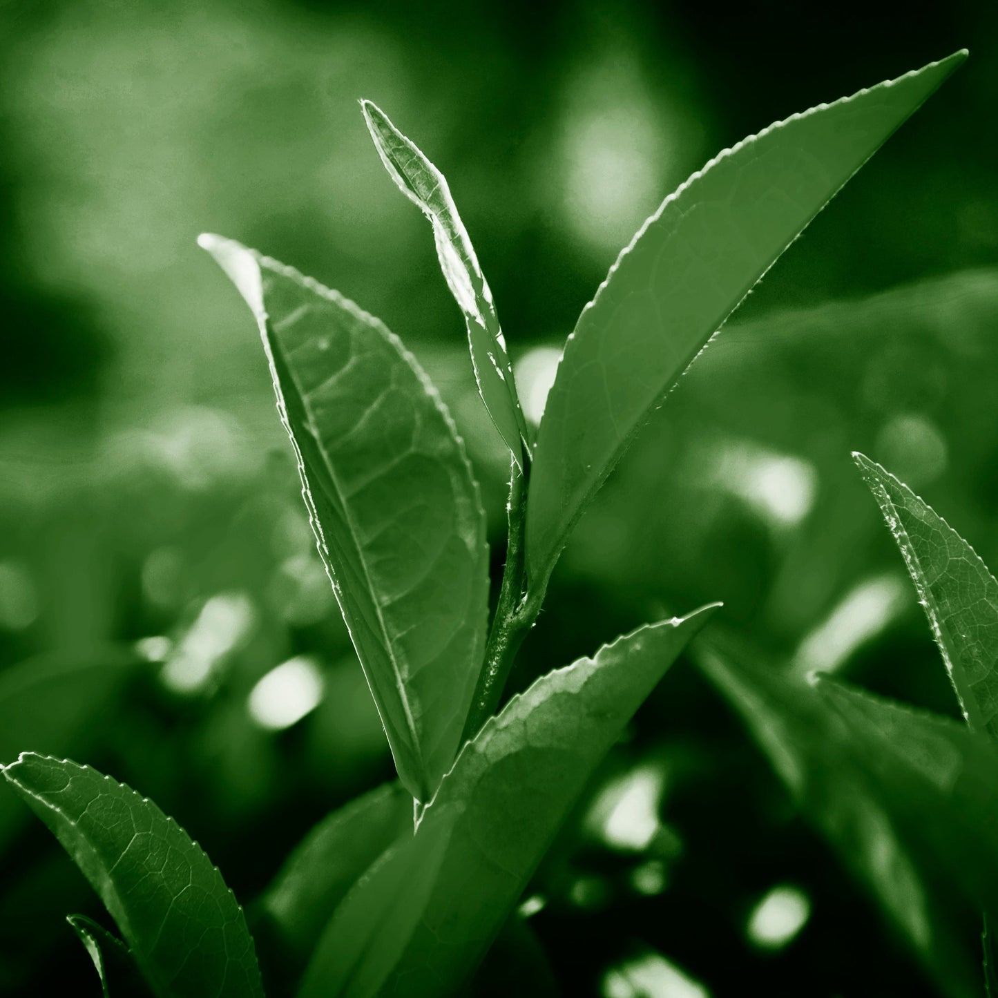 EGCG (Epigallocatechin Gallate)