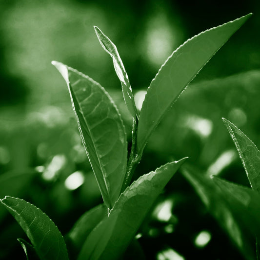 EGCG (Epigallocatechin Gallate)