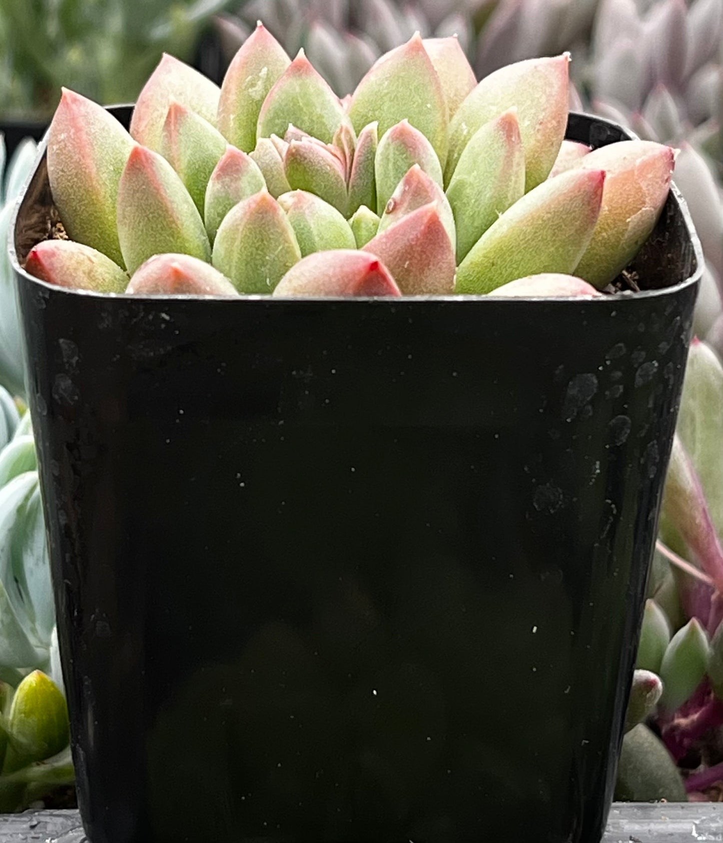 Pachyveria Jewel Tone