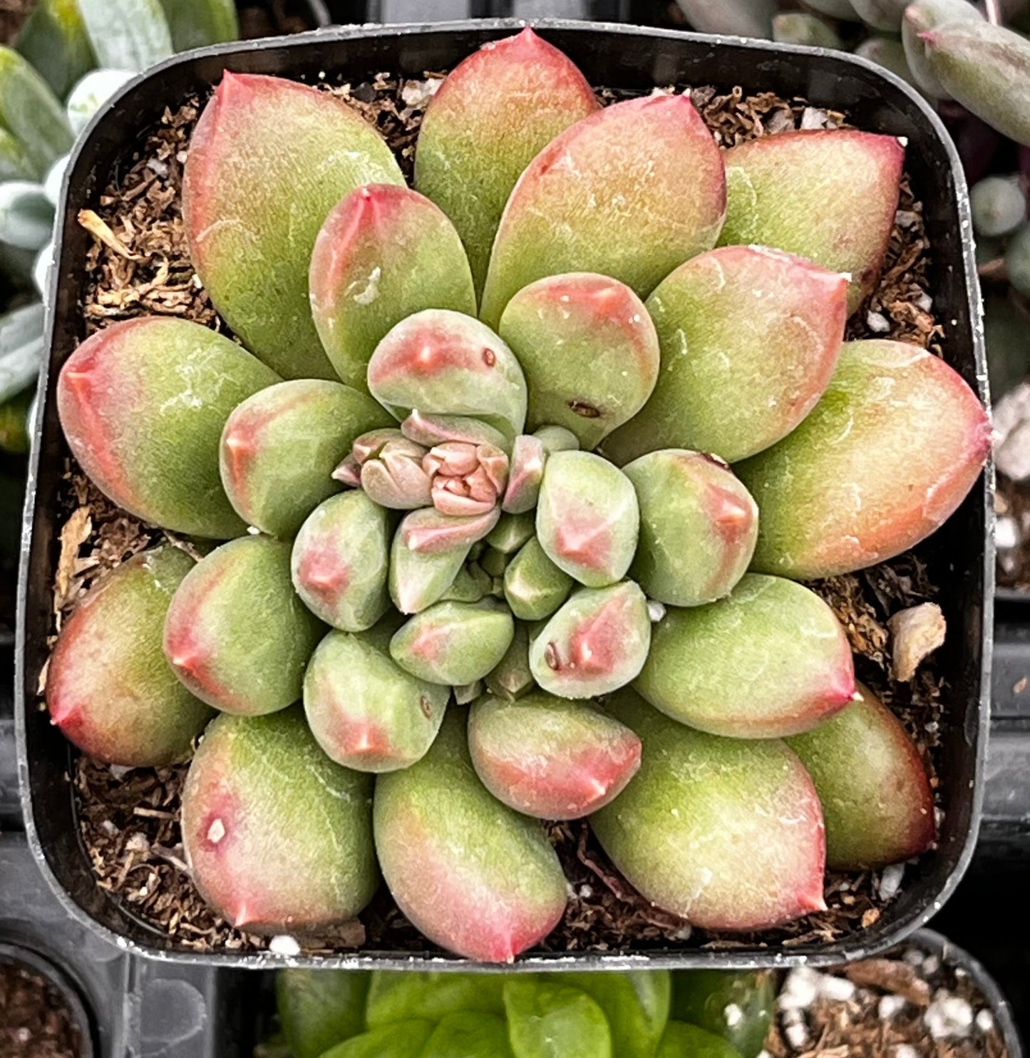 Pachyveria Jewel Tone