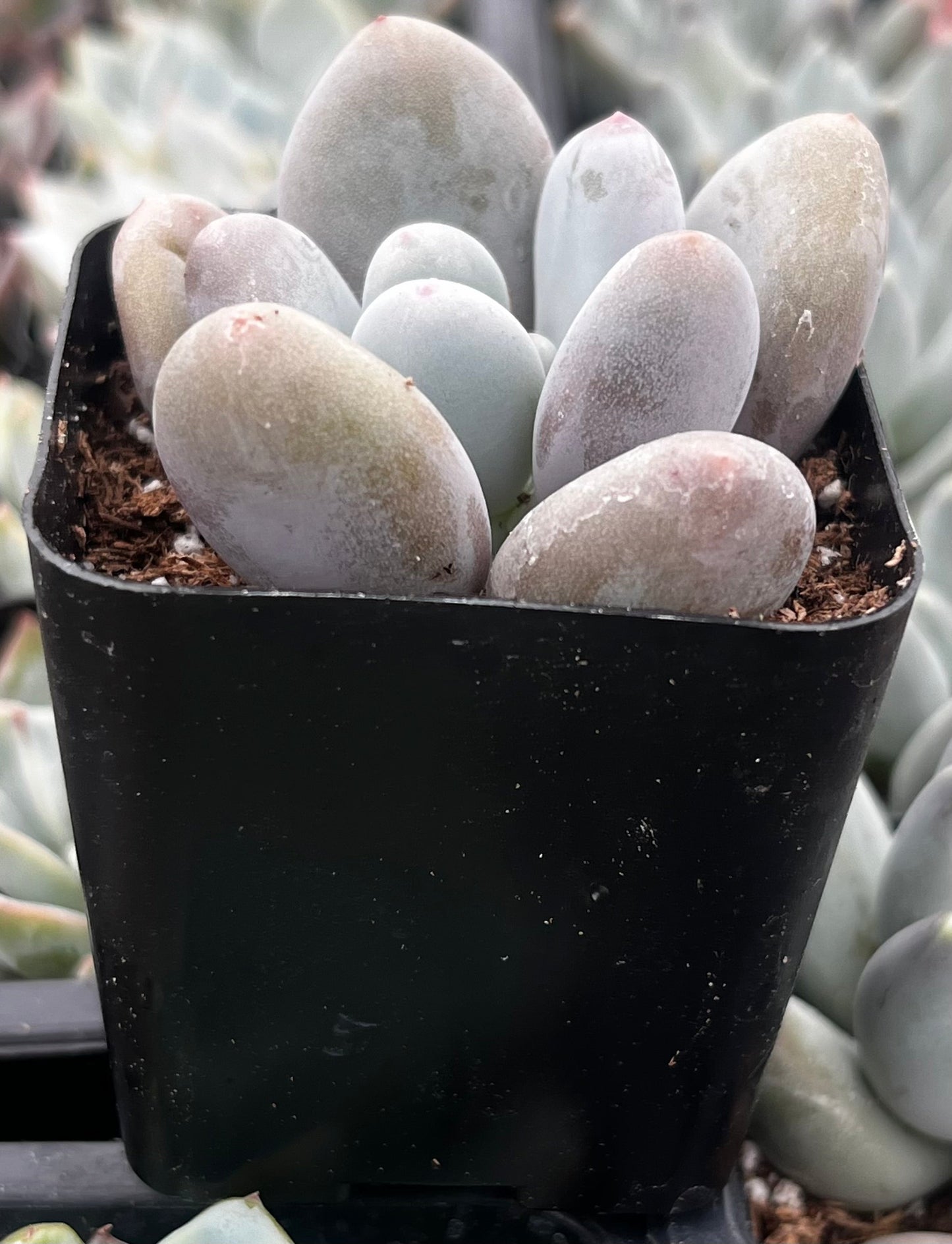 Moonstones Pachyphytum