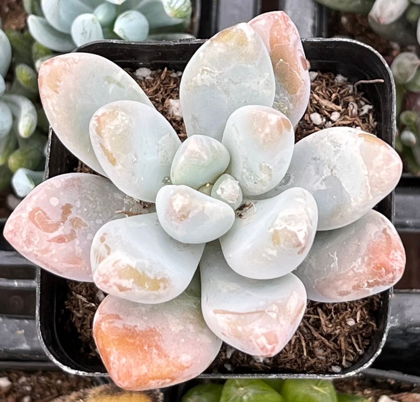 Pachyphytum Blue Haze