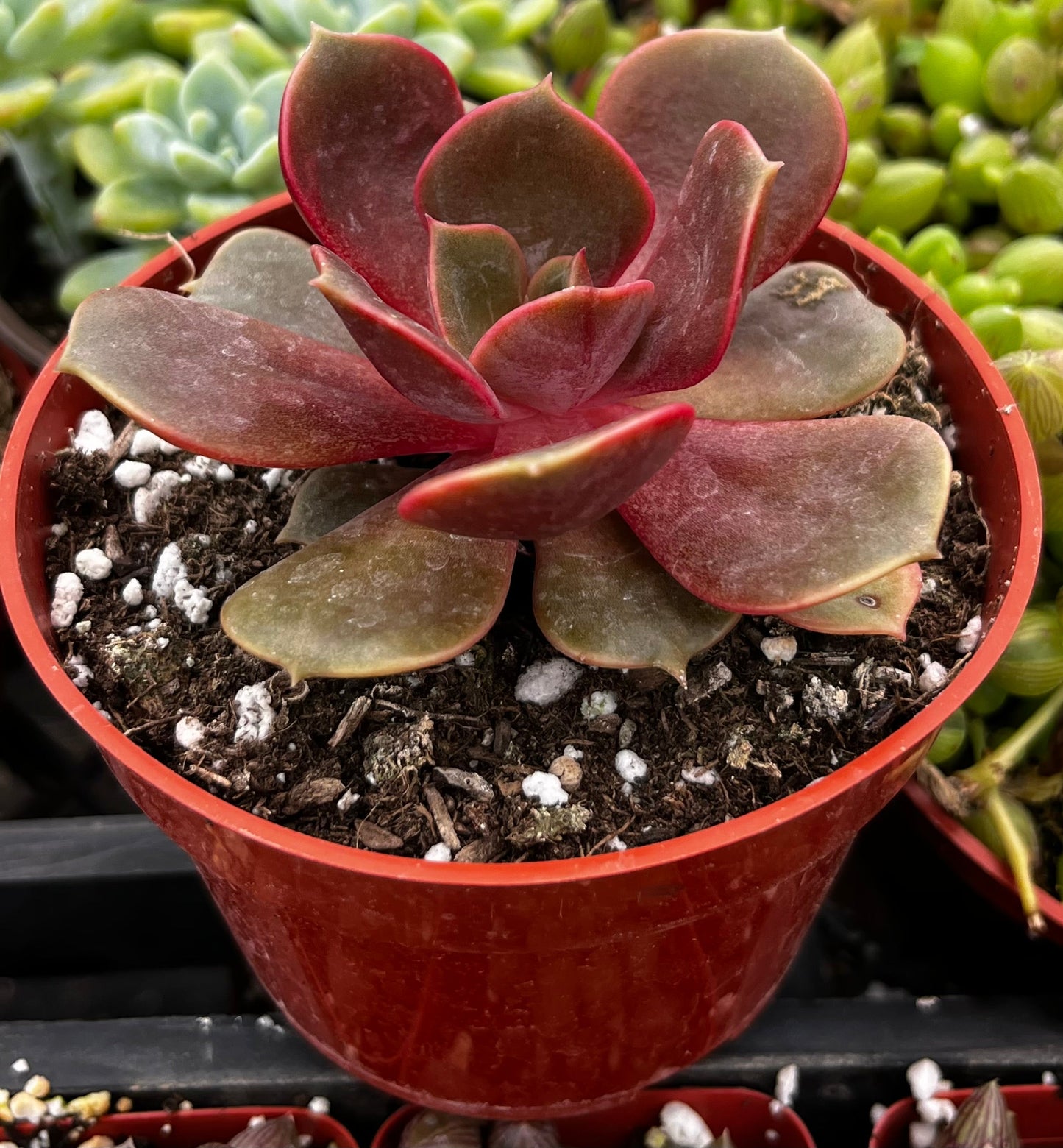 Echeveria Red Ball