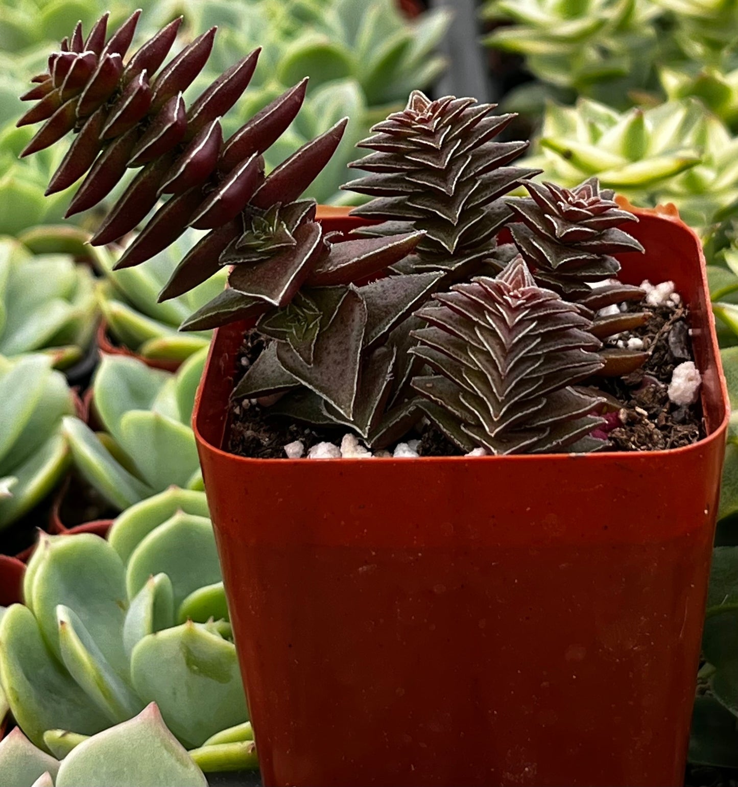 Crassula Pagoda Village