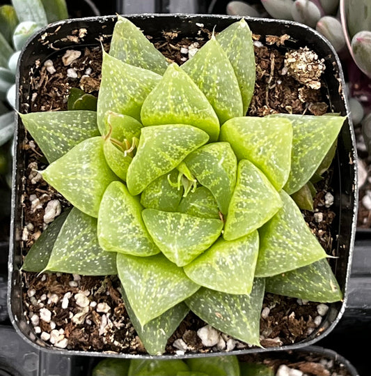 Gasteria Green Ice