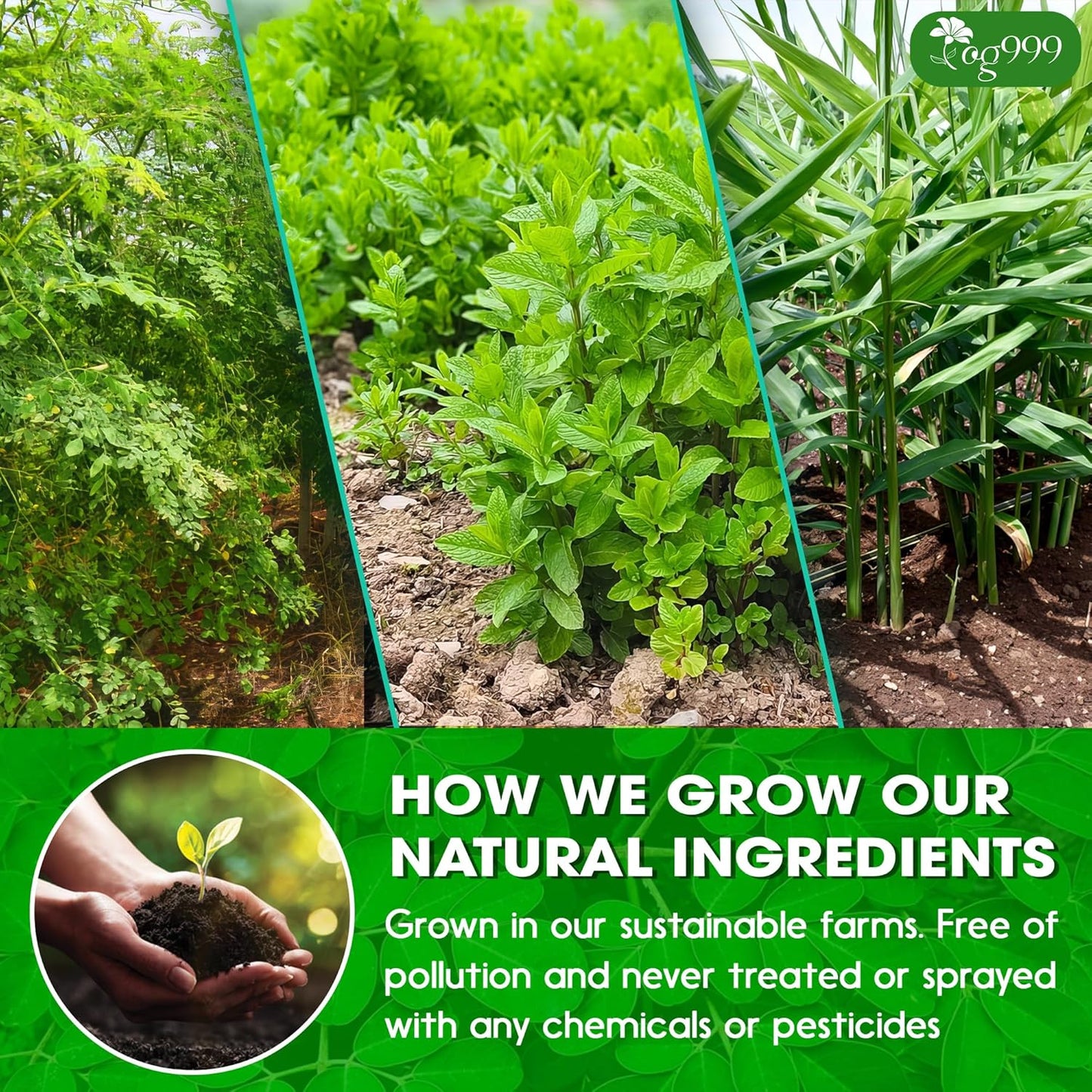 Super Moringa Herbal Tea