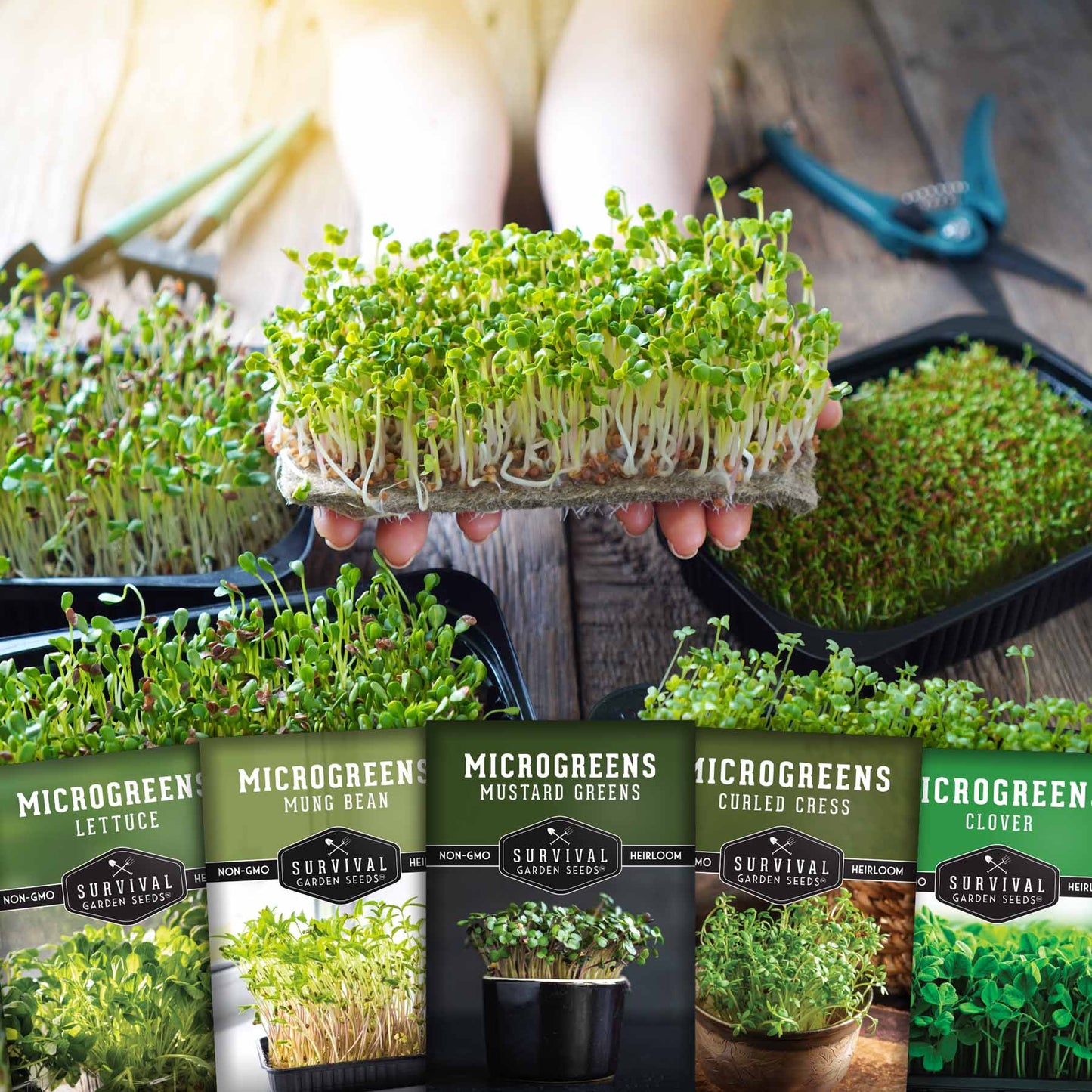 Microgreens Seeds 5 Pack