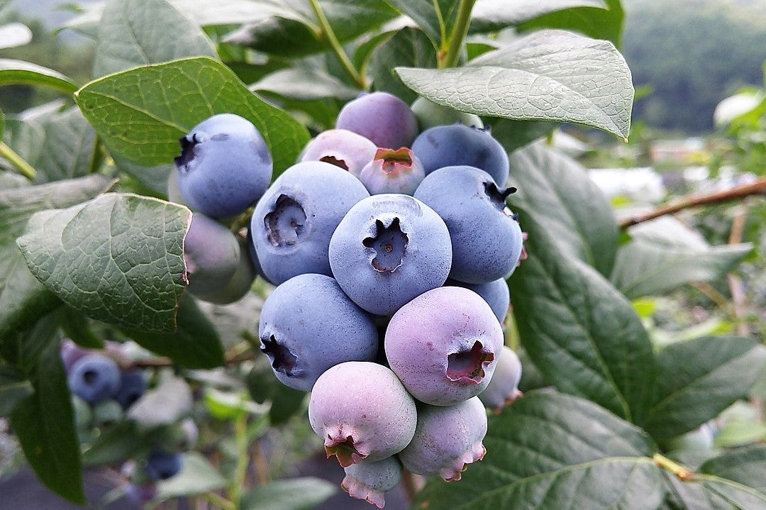 50 SOUTHERN HIGHBUSH BLUEBERRY Pre-Stratified Vaccinium Corymbosum Blue Berry Fruit Bush Shrub Seeds