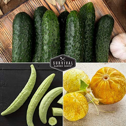 Cucumber Collection - Armenian, Beit Alpha, Lemon, National Pickling, & Spacemaster