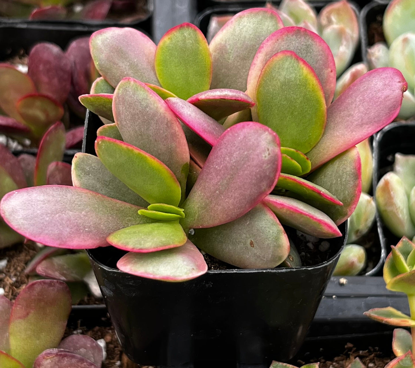 Crassula Platyphylla Pink Jade