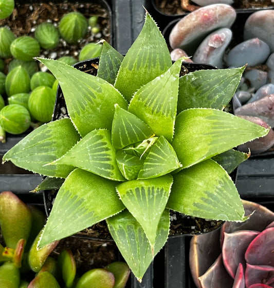 Haworthia Retusa Acuminata