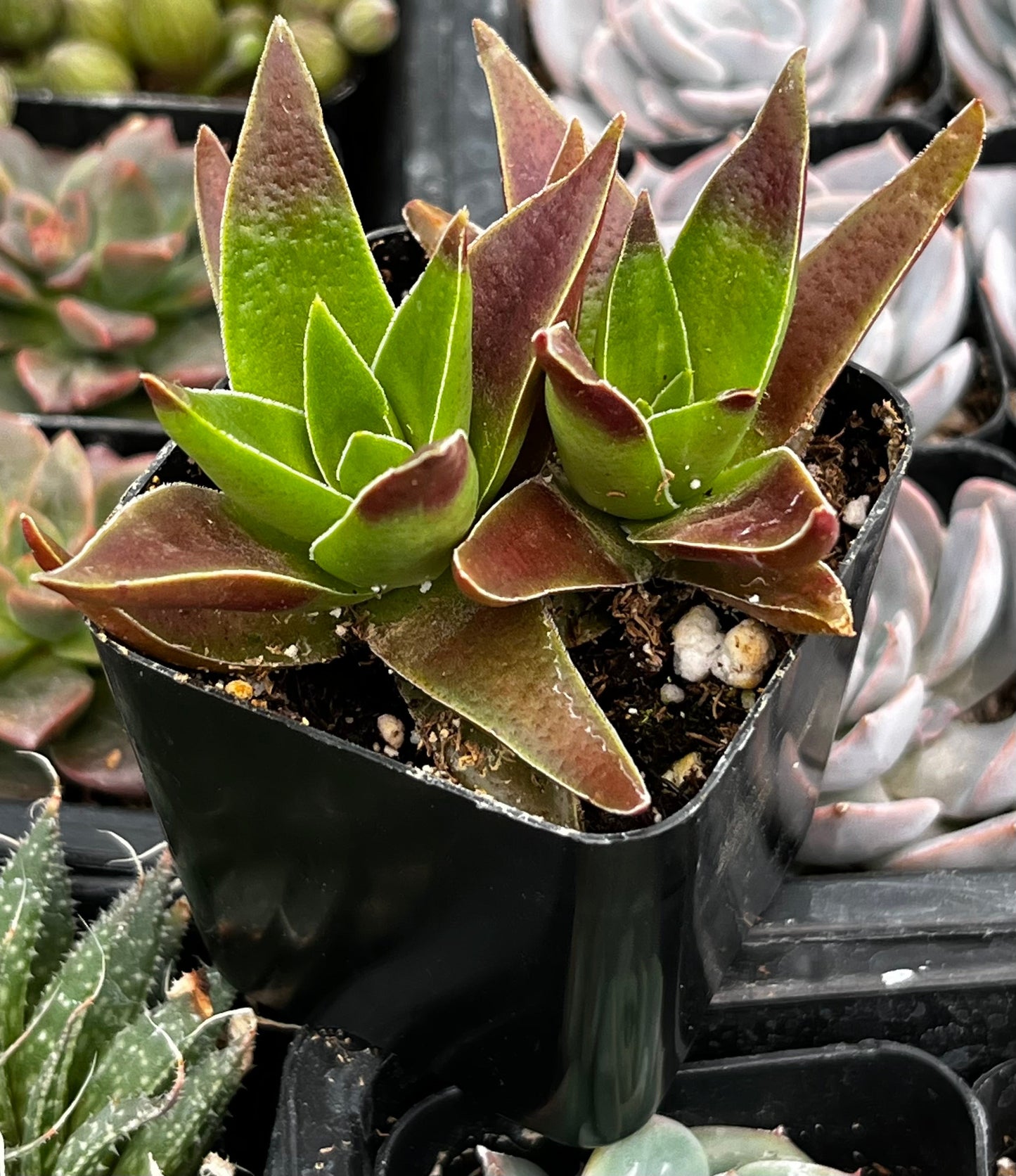 Crassula Red Pagoda
