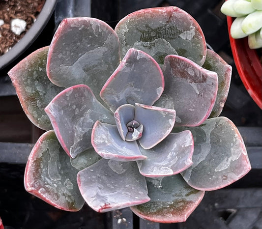 Echeveria Moon Dust Rose