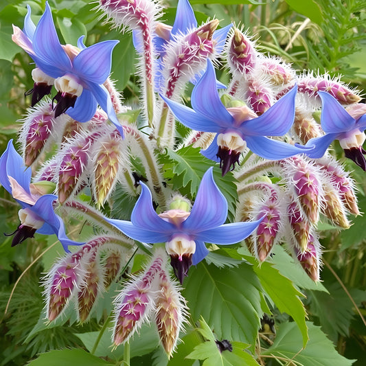 Borage Oil (18% GLA) - Organic