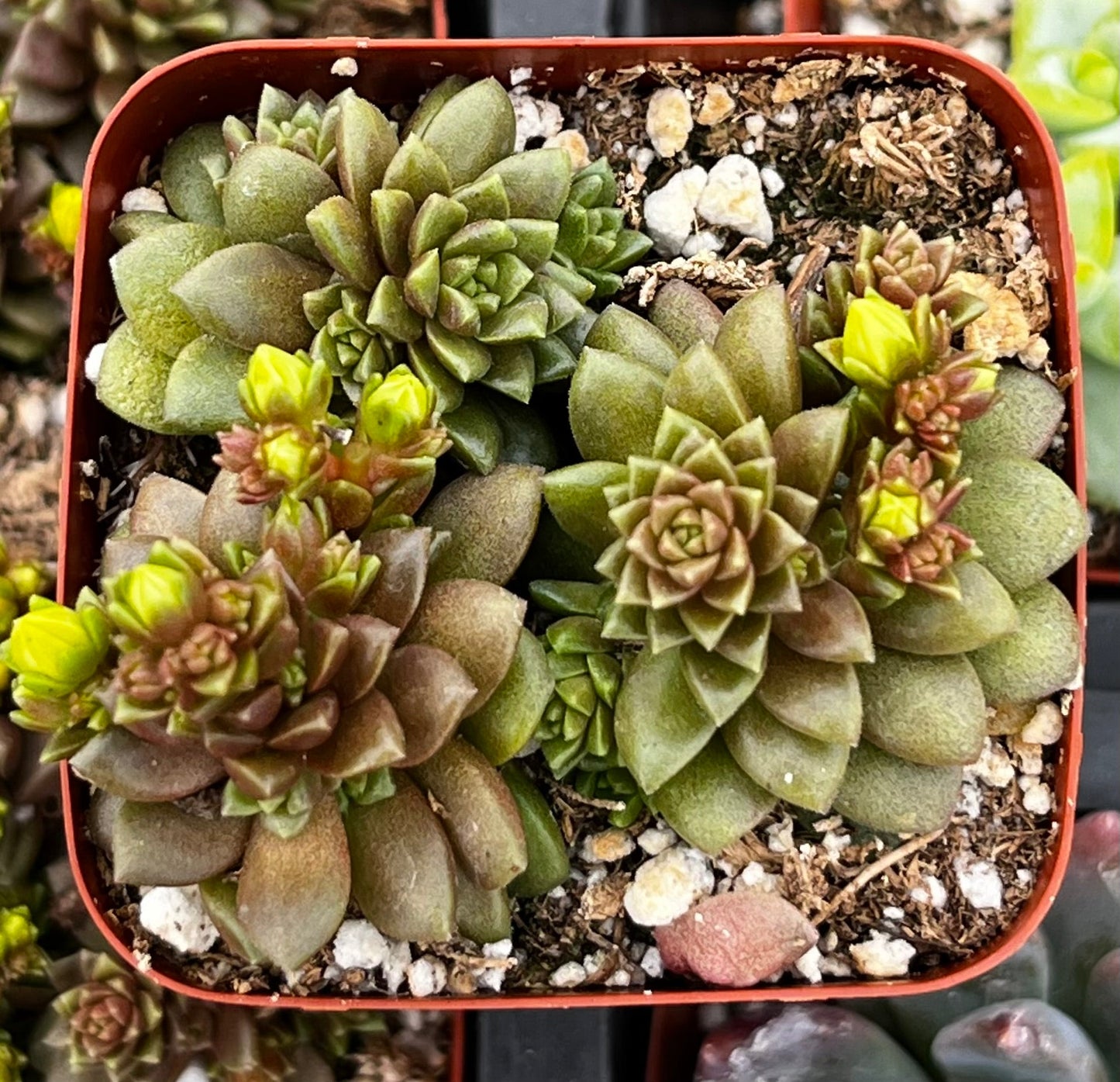 Cremnosedum Little Gem