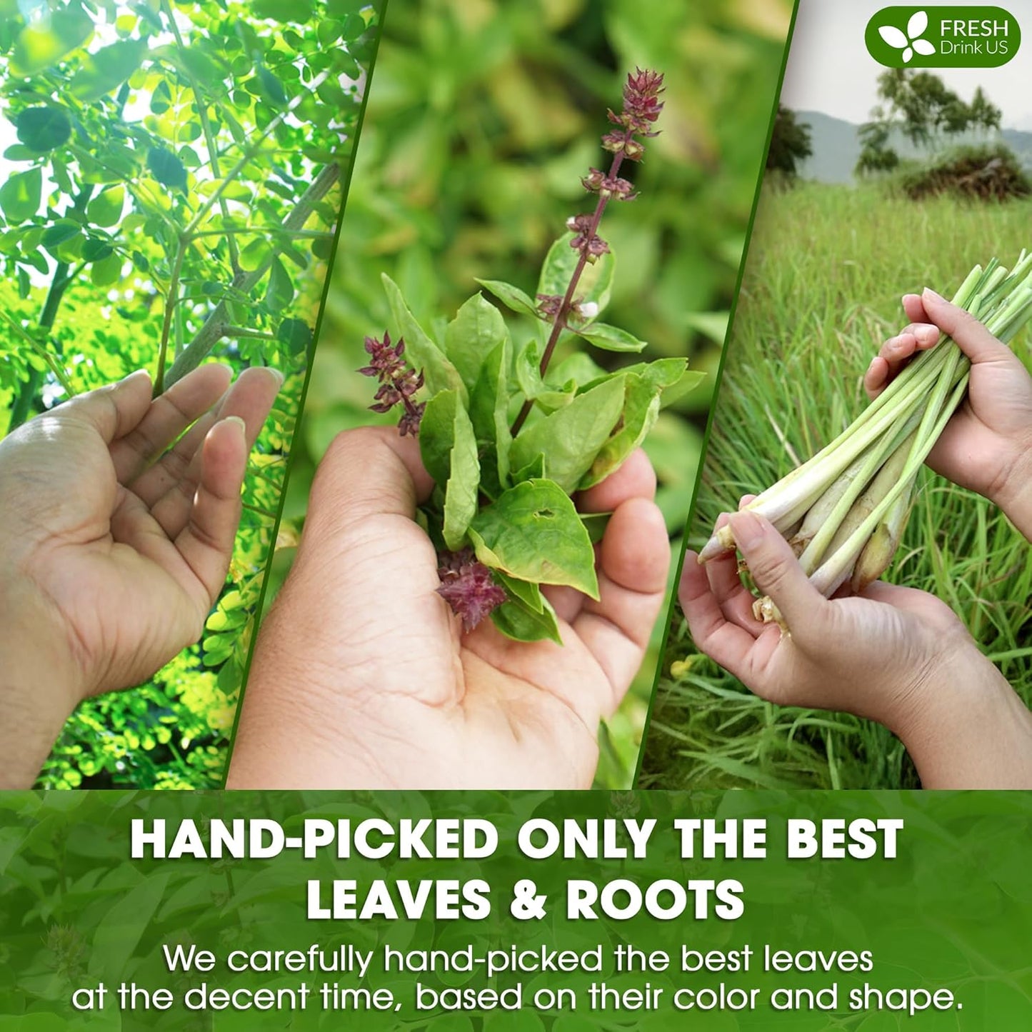 Premium Tulsi Moringa Lemongrass Tea Bags, 100% Natural