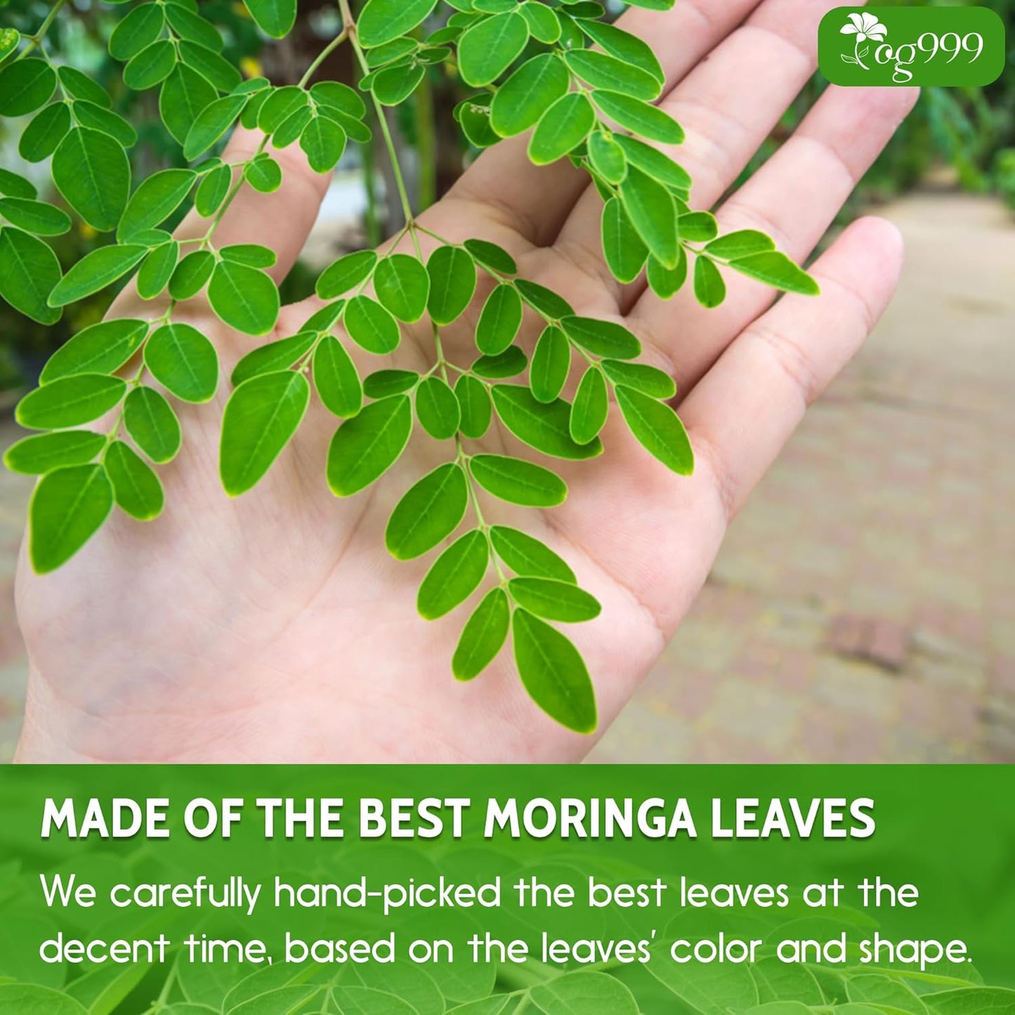 Premium Moringa Leaf Powder, 100% Natural & Pure